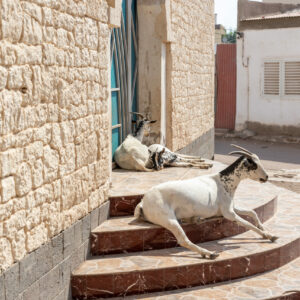 Furry Friends by Camille Massida Photography